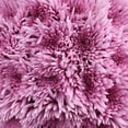 thumbnail image 2 of Member's Mark Spider Mums, choose color and stem count, 2 of 7