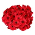 thumbnail image 2 of Member's Mark Gerbera Daisies, choose color and stem count, 2 of 3