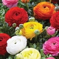 thumbnail image 4 of Member's Mark Ranunculus Blend Dormant Bulbs, 75pk, 4 of 9