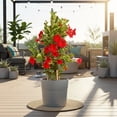thumbnail image 5 of Costa Farms Live 10" Mandevilla Vine Trellis in Patio Pot, 5 of 9