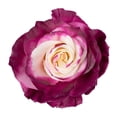 thumbnail image 2 of Member's Mark Illusion Roses, choose color and stem count:- 50, Purple, 2 of 8
