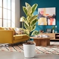 thumbnail image 5 of Costa Farms 10" Ficus Rubber Standard Plant in Decorative Pot, 5 of 10