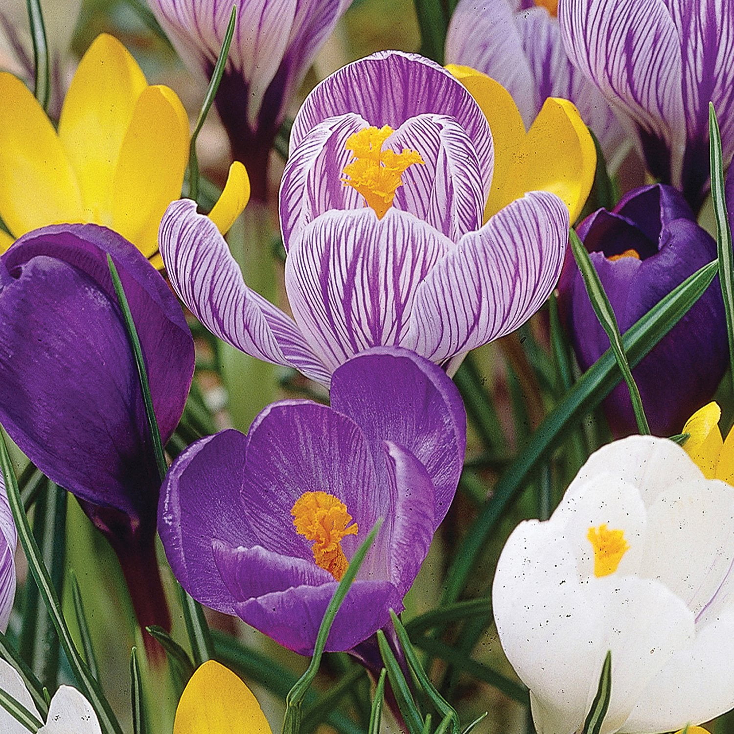Member's Mark Crocus Mix Dormant Bulbs, 75pk - Samsclub.com