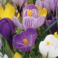 thumbnail image 4 of Member's Mark Crocus Mix Dormant Bulbs, 75pk, 4 of 9