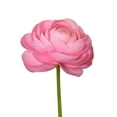thumbnail image 1 of Ranunculus, 60 stems, choose color, 1 of 2