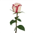 thumbnail image 4 of Member's Mark Ecuadorian Premium Roses, choose color variety and stem count, 4 of 8