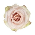 thumbnail image 3 of Member's Mark Ecuadorian Premium Roses, choose color variety and stem count, 3 of 9