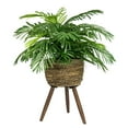 thumbnail image 1 of Faux 30" Phoenix Palm in Handwoven Tripod Stand Basket, 1 of 6