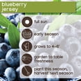thumbnail image 6 of Member's Mark Blueberry Patriot & Jersey, 2pk, 6 of 10