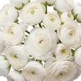 thumbnail image 4 of Ranunculus, 60 stems, choose color, 4 of 6