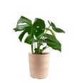 thumbnail image 1 of Costa Farms 10" Monstera Tropical Plant in Decorative Pot, 1 of 9