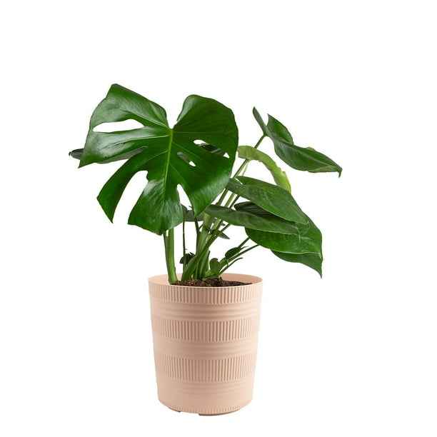 wall plant pots Glass Wall Hanging Flower Vase, 2 main image 1
