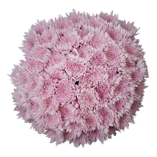 Member's Mark Football Mums, choose color and stem count