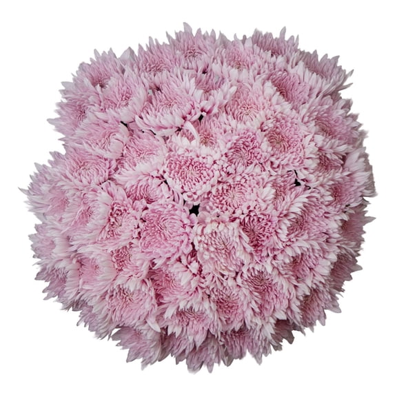 Member's Mark Football Mums, choose color and stem count