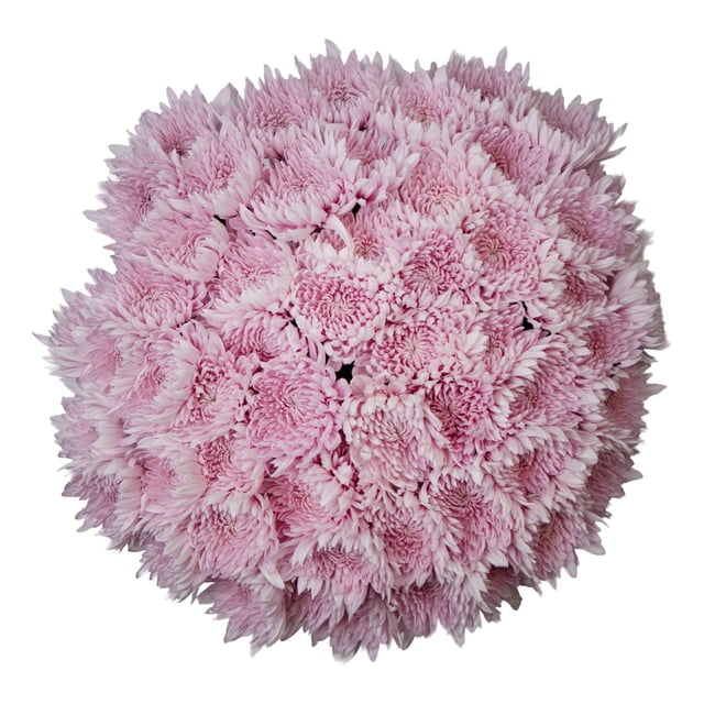 Member's Mark Football Mums, choose color and stem count