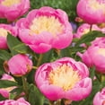 thumbnail image 3 of Member's Mark Peonies Bowl of Beauty & Margaret Truman Dormant Bulbs, 3pk, 3 of 10