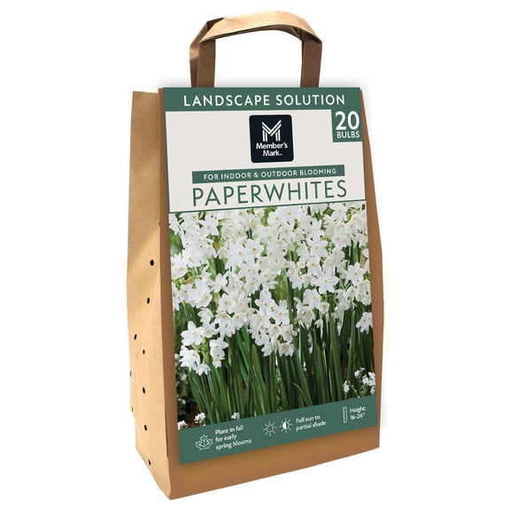 Member's Mark Narcissus Paperwhite Dormant Bulbs, 20pk