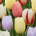 thumbnail image 4 of Member's Mark Tulip Pastel Blend Dormant Bulbs, 40pk, 4 of 9