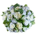 thumbnail image 1 of Member's Mark Hydrangeas, choose color and stem count, 1 of 4