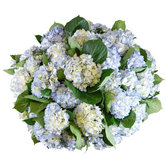 Member's Mark Hydrangeas, choose color and stem count