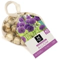thumbnail image 1 of Member's Mark Allium Purple Sensation Dormant Bulbs, 40pk, 1 of 8
