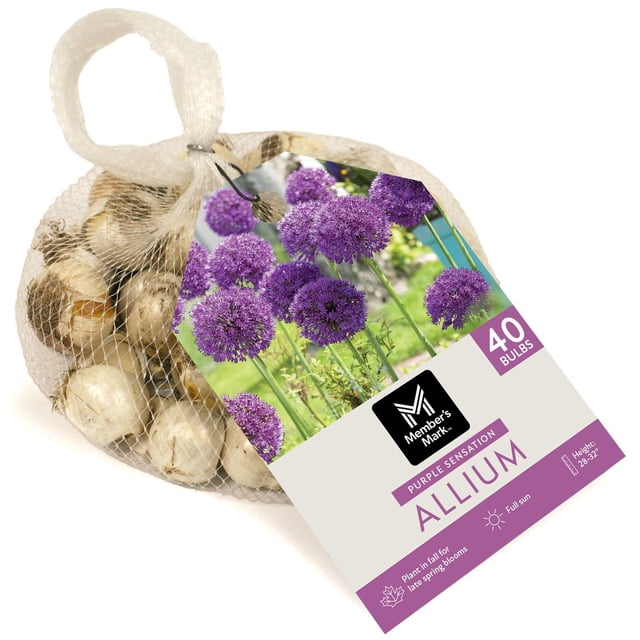 Member's Mark Allium Purple Sensation Dormant Bulbs, 40pk