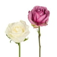 thumbnail image 3 of Member's Mark Roses and Petals Combo, 75 stems+ 2,000 petals, choose color, 3 of 4