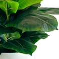 thumbnail image 2 of Artificial Premium Rubber Plant in Fluted Off White Pot, 2 of 5