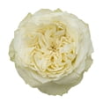 thumbnail image 3 of Member's Mark Garden Roses, 36 stems, Choose color variety, 3 of 6