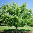 thumbnail image 4 of Santa Rosa Plum Tree, 4 of 4