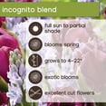 thumbnail image 6 of Member's Mark Incognito Blend Tulip and Scilla Dormant Bulbs, 35pk, 6 of 8