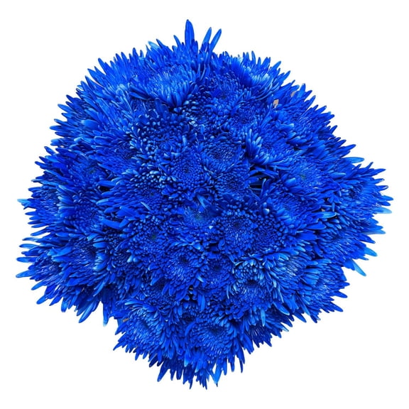 Member's Mark Painted Mums, choose color and stem count