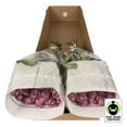 thumbnail image 3 of Member's Mark Fair Trade Roses, 75 stems, Choose color variety, 3 of 5