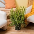 thumbnail image 4 of Costa Farms Live 10" Kimberly Queen Fern, Outdoor, 4 of 7