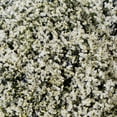 thumbnail image 4 of Member's Mark Limonium, 60 Stems, choose color, 4 of 6