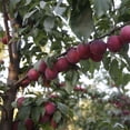 thumbnail image 4 of Verry Cherry Plums, 2 lbs., 4 of 5
