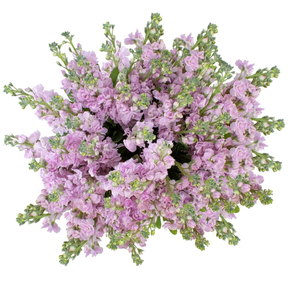 Member's Mark Stock, 100 stems, choose color