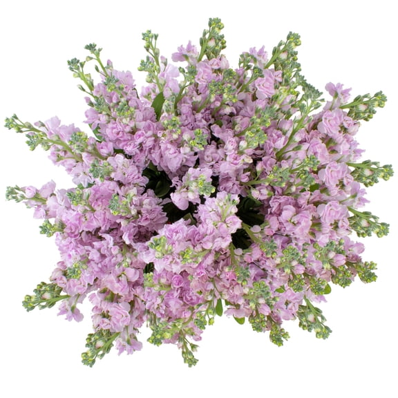 Member's Mark Stock, 100 stems, choose color