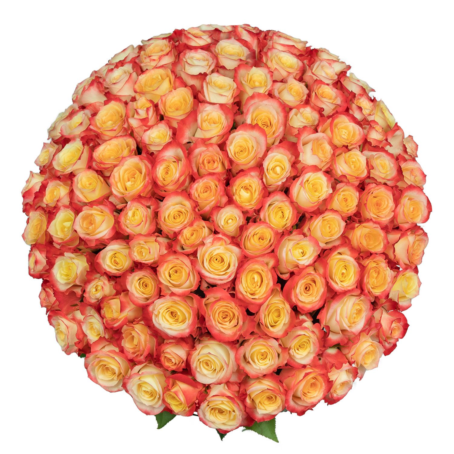 Member's Mark Ecuadorian Premium Roses, choose color variety and stem ...