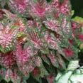 thumbnail image 5 of Member's Mark Caladium Carolyn Whorton Dormant Bulbs, 18pk, 5 of 9