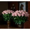 thumbnail image 6 of Member's Mark Ecuadorian Premium Roses, choose color variety and stem count, 6 of 6