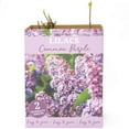 thumbnail image 10 of Hydrangea or Lilac Shrubs 2 pk., 10 of 15