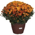 thumbnail image 2 of 14" Mum Planter, 2 of 4