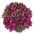 thumbnail image 1 of Member's Mark Alstroemeria, Choose color and stem count, 1 of 1