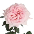 thumbnail image 5 of Member's Mark Garden Roses, 36 stems, Choose color variety, 5 of 7
