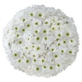 thumbnail image 1 of Member's Mark Pompon Daisies, 90 stems (Choose color), 1 of 4