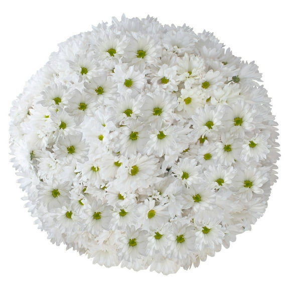 Member's Mark Pompon Daisies, 90 stems (Choose color)