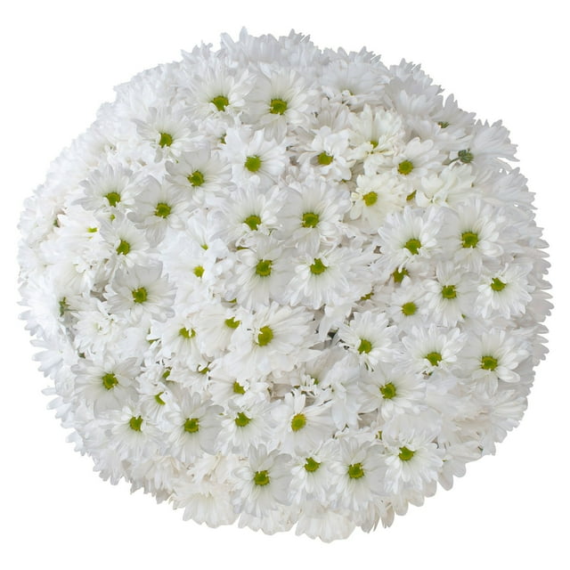 Member's Mark Pompon Daisies, 90 stems (Choose color)
