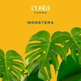 thumbnail image 2 of Costa Farms 10" Monstera Tropical Plant in Decorative Pot, 2 of 9