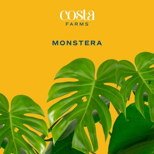 Costa Farms 10" Monstera Tropical Plant in Decorative Pot - Samsclub.com